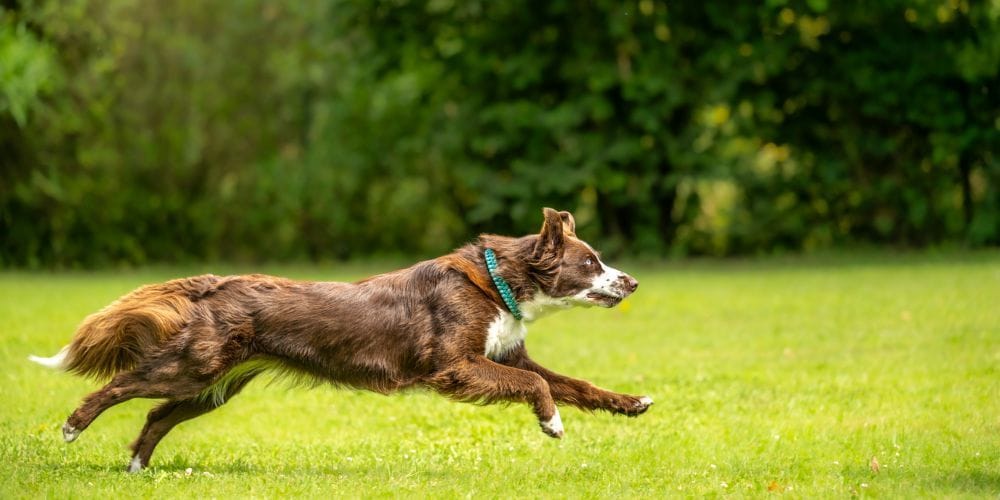 Dog running at a park.